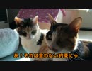 [ゆっくり猫動画]　１９　久しぶりなお二人