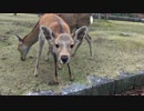 奈良公園の鹿たち