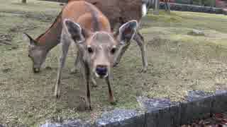 奈良公園の鹿たち