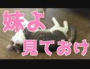 【かわいい！】兄猫の真似をして遊ぶ妹！
