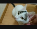 エンジンを搭載した白いサーバルちゃん（希少種）