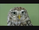 やたら可愛いフクロウとやたら目が合った