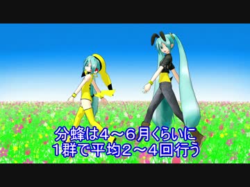【素人養蜂　Part16】ミツバチ捕獲作戦決行です