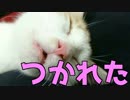 【激カワ】突然スイッチが切れてバタンキューする猫【でもすぐ復活】