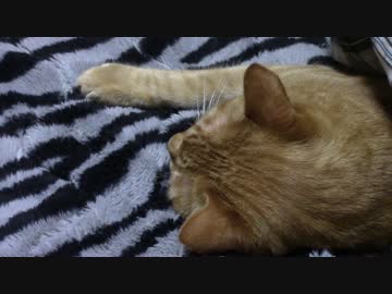 拾いねこ＠生後1717/1684日目　雨にも負けない花粉たち