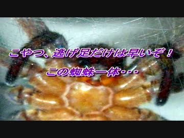 家の風呂場で捕まえた黒い蜘蛛。　何グモ？