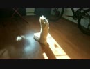 ほこりをつかまえたいにゃんこ