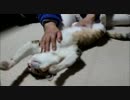 猫様のおなかをマッサージして差し上げた。