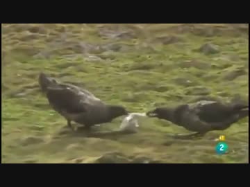 トウゾクカモメに誘拐されたペンギンの雛の末路は・・・