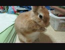 うさぎさん洗顔中。