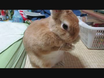 うさぎさん洗顔中。