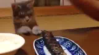 どうしてもサンマが食べたい猫