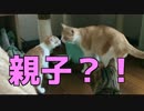 【捨て子猫】色が同じの先輩猫に興味津々の子猫！【親子？】