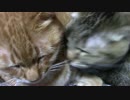 拾いねこ＠生後1718/1685日目　明日は準決勝。
