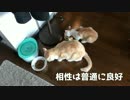 【かわいい】初めて先住猫と一緒にご飯を食べる猫！【捨て猫ズ】