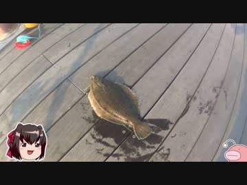 まったり釣行記⑦☆2016年度まとめ。