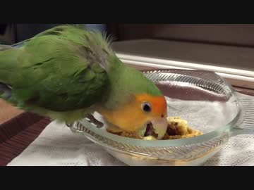 インコ絶賛！ほろほろ雑穀クッキー作ってみた