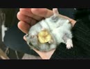 バナナを食べるハムスター