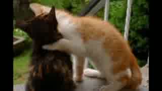 猫癒し動画　子猫のチュッ