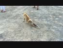 後ろ足をけがしたふりをする犬の結末....