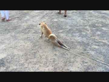 後ろ足をけがしたふりをする犬の結末....