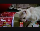 せっかくなので「ちゃおちゅーる」初体験(=^･ω･^)ﾉ1歳半の男の子☆