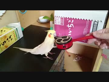 インコにでんでん太鼓与えてみた