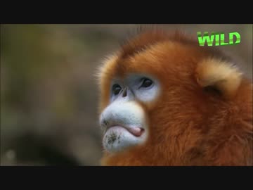 フレンズ達をナショジオおにいさんが紹介するよ part4