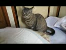 ななこの成長日記その31♪