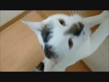 飼い主に何か美味い物をもらおうと下心丸出しで擦り寄ってくる猫