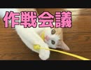 【激カワ】超カワイイ捨て子猫と超カワイイ作戦会議！