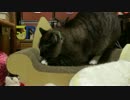 【373】ジャン❤︎ポン　ジャンくん７歳のお祝いをもらったよ