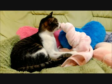 毛布ねじり名人猫ミルキー