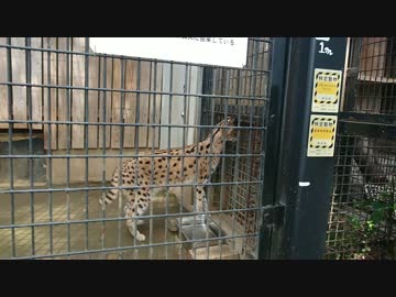 交代するサーバルちゃん