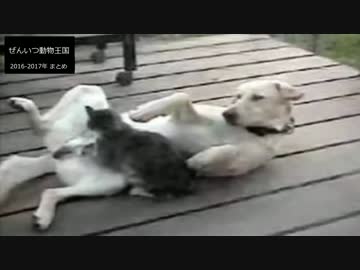 全一 イメージ化した結果 [全一動物王国 2016-2017年 まとめ]