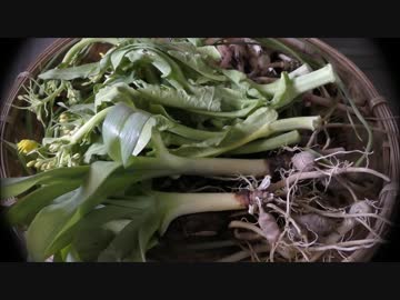 野草弁当を作る