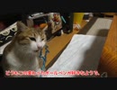 ガサゴソ探検する猫。お宝を発掘したようです。