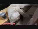 猫が寝ている隙に酒瓶を抱かせてみた。地味に似合う。