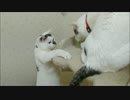 ジャイ子のような妹にレタスを奪われ返して欲しいけど何も言えない猫
