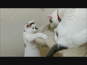 ジャイ子のような妹にレタスを奪われ返して欲しいけど何も言えない猫