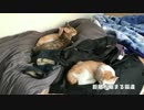 【ぐっすり】先住猫と一緒に寝たい…そんな子猫【応援】