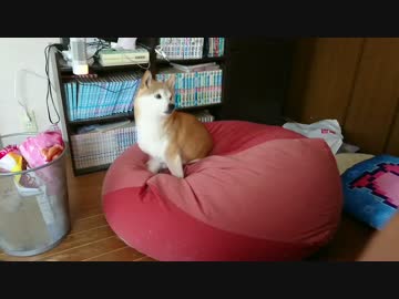 シバイヌは自分の鳴き声に反応するのか?