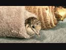 【ヒメウズラ】タオルに巻かれる２号ちゃん