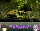「エレティステス科の小型ナマズ」　水底から仰ぐ星　part11