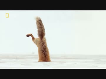 イエローストーンのフレンズ「凍った大地」