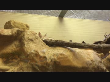 フェネックが挟まるだけ