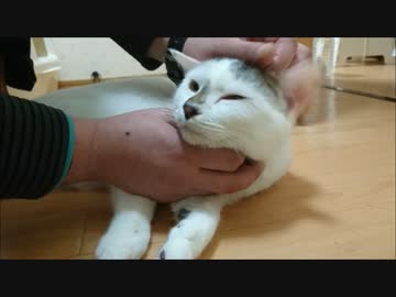 もっふもふな猫をもっふもふ