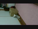箱の中身はニャンですか？