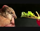 スローモーションでラディッシュを食べるヒメウズラ