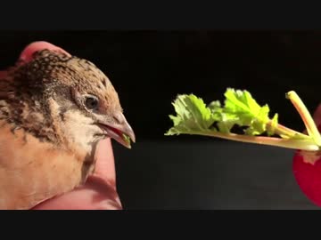 スローモーションでラディッシュを食べるヒメウズラ